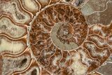 Agatized, Cut & Polished Ammonite Fossil - Madagasar #191586-6